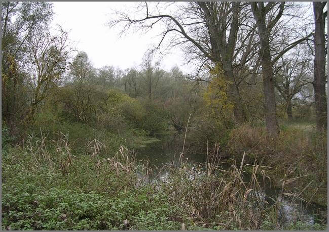 Ruine eines ehemaligen Industriegebiets in Moos, Baden-Württemberg, umgeben von wildem Bewuchs und verfallenen Strukturen.