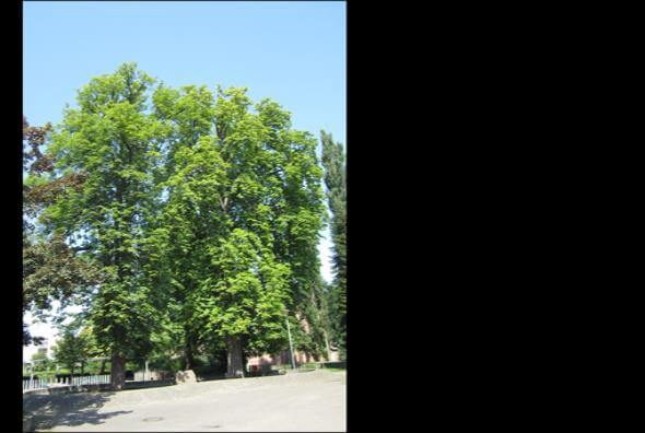 Landschaftsaufnahme des Stadtgebiets Lahr mit Fokus auf Pflanzen zur Untersuchung von LCKW-Verschmutzung.