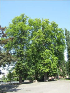 Visualisierung der phytoscreening Ergebnisse zu LCKW im Stadtgebiet von Lahr, Baden-Württemberg.